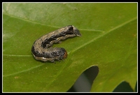 : Orthosia munda