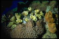 : Eusmilia fastigiata; Smooth Flower Coral