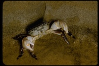 : Pachygrapsus crassipes brachyura; Lined Shore Crab