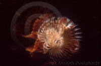 : Spirobranchus spinosus; Christmas Tree Worm