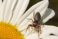 : Tutelina sp.; Jumping Spider (male);