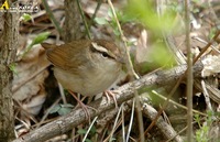 Fig. 1. Short-tailed Bush Warbler : 숲새