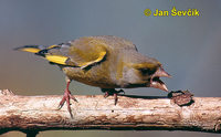 Photo of zvonek zelený, Carduelis chloris, Greenfinch, Grunling.