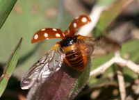 Calvia quatuordecimguttata - Cream Spotted Lady-beetle