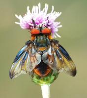 Ectophasia crassipennis