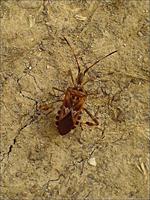 Leptoglossus occidentalis - Western Conifer Seed Bug