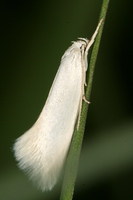 Elachista argentella