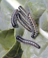 Pieris brassicae - Large White