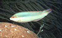 Halichoeres poeyi, Blackear wrasse: aquarium