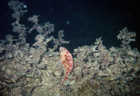 Sparisoma radians, Bucktooth parrotfish: fisheries, aquarium