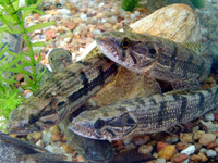 Hoplias malabaricus, Trahira: fisheries, aquarium