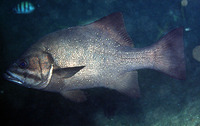 Dinoperca petersi, Lampfish: fisheries, gamefish