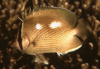 Chaetodon citrinellus, Speckled butterflyfish: fisheries, aquarium