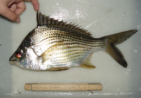 Eugerres brasilianus, Brazilian mojarra: fisheries