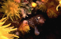 Echidna peli, Pebbletooth moray: fisheries