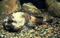 Cottunculus microps, Polar sculpin: