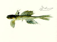 Callionymus moretonensis, Queensland stinkfish: