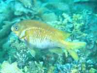 Parma victoriae, Victorian scalyfin: