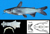 Cathorops fuerthii, Congo sea catfish: fisheries