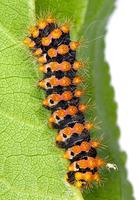 Saturnia pyri - Great Peacock