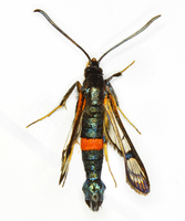 Synanthedon culiciformis - Large Red-belted Clearwing