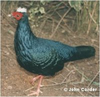 Edward's Pheasant, Lophura edwardsi