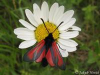 Zygaena purpuralis - Transparent Burnet