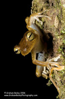 Spotted-thighed Tree Frog - Hyla faciata