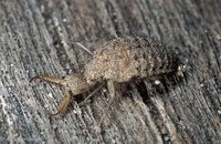 Myrmeleonidae - Antlions