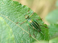 Barbitistes constrictus