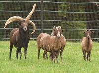 Image of: Capra hircus (domestic goat)