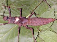 Haaniella dehaani
