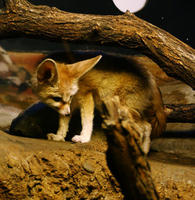 Image of: Vulpes zerda (fennec)