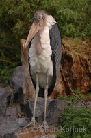 Leptoptilos crumeniferus - Marabou Stork