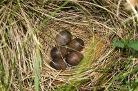 Anthus trivialis - Tree Pipit