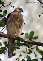 Image of: Accipiter badius (shikra)