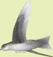 Image of: Aerodramus fuciphagus (edible-nest swiftlet)