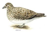 Image of: attagis malouinus (white-bellied seedsnipe)