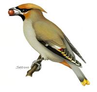 Image of: bombycilla garrulus (Bohemian waxwing)