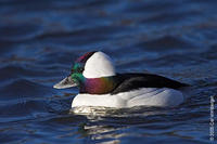 Image of: Bucephala albeola (bufflehead)