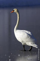 Image of: Cygnus olor (mute swan)