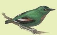 Image of: Myzornis pyrrhoura (fire-tailed myzornis)