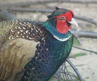 Image of: Phasianus versicolor (green pheasant)