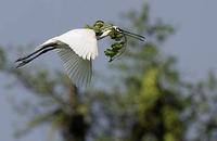 Image of: Platalea leucorodia (Eurasian spoonbill)