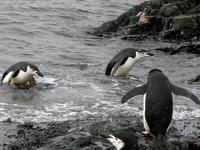 Image of: Pygoscelis antarctica (chinstrap penguin)