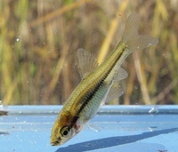 Pseudorasbora parva - Topmouth Gudgeon