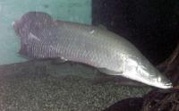 Image of: Arapaima gigas (giant arapaima)