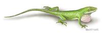 Image of: Anolis carolinensis (green anole)