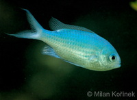 Chromis viridis - Blue Green Chromis