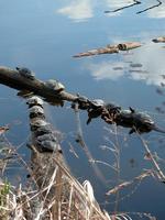 Image of: Chrysemys picta (painted turtle)